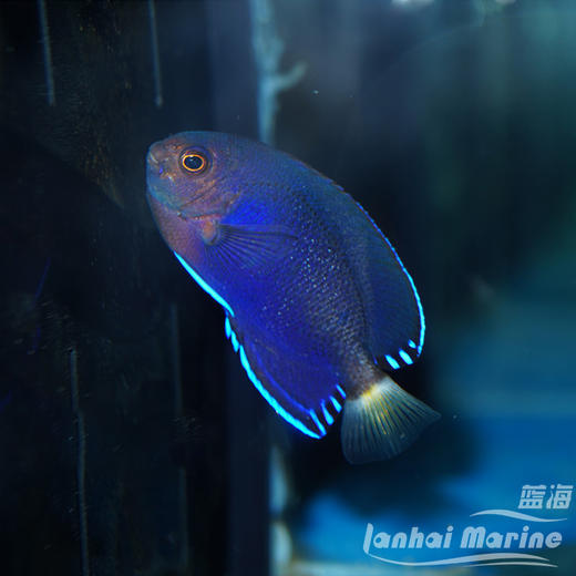 小蓝仙 商品图3