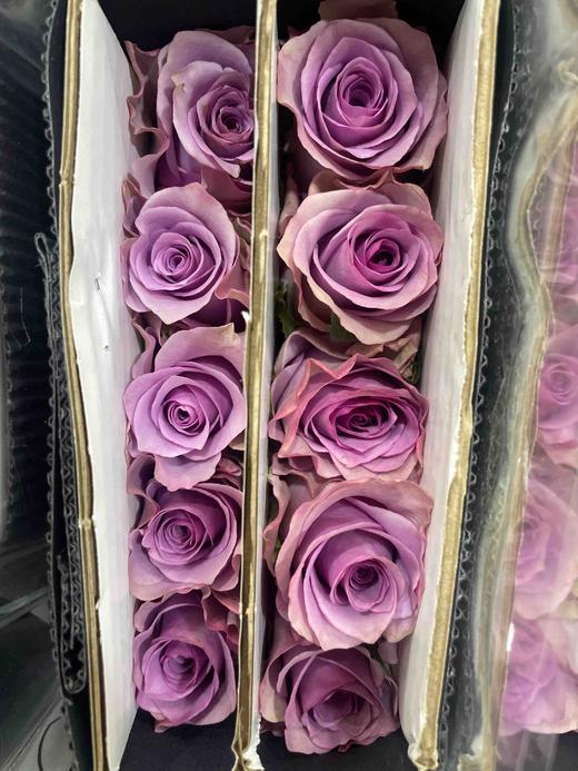 【秒杀福利】南粤推荐-紫霞仙子 20枝/扎 商品图4