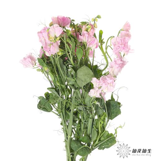 配花 | 带叶香豌豆粉色（轻微掉瓣属于正常现象，没掉完不售后） 商品图3