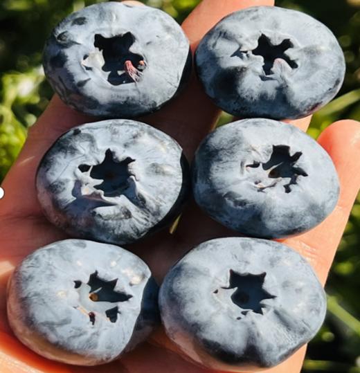 Driscoll’S宝石版至尊蓝莓王  |  一颗树上摘不到几颗，任谁看到口水 刷刷的，跟金桔差不多大小了，普通蓝莓跟他一起就是mini小可爱果粉还足足的，口感脆生生，绵糯糯，细滑滑，甜滋滋的~ 商品图5