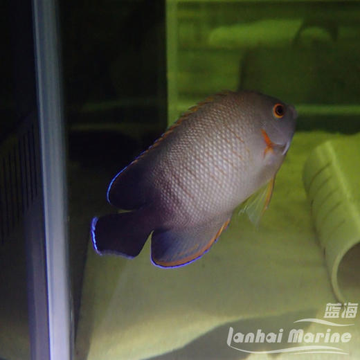 虎纹仙 商品图4