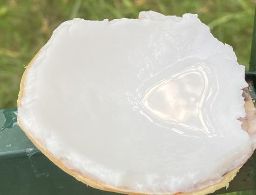 新鲜椰皇到啦，最大颗粒，打开一汪清泉，都溢出来了，挂在树上的天然饮品，喝一口，香甜到心底，补充电解质，补水神器~ 商品图4