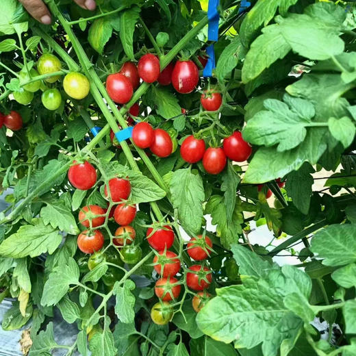 沙地小番茄千禧，吃过的都知道口感，有益菌肥种植🍅，脆甜多汁，好吃到停不下来！2.5斤/箱 商品图0
