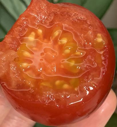 日本中玉品种温室有机番茄  |  自然成熟采摘，一颗颗均匀剔透的红，精巧可爱的扁圆，皮极其薄，用水洗洗就会裂开，吃起来绵绵糯糯的，果汁很浓很足！ 商品图6