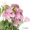 配花 | 带叶香豌豆粉色（轻微掉瓣属于正常现象，没掉完不售后） 商品缩略图1