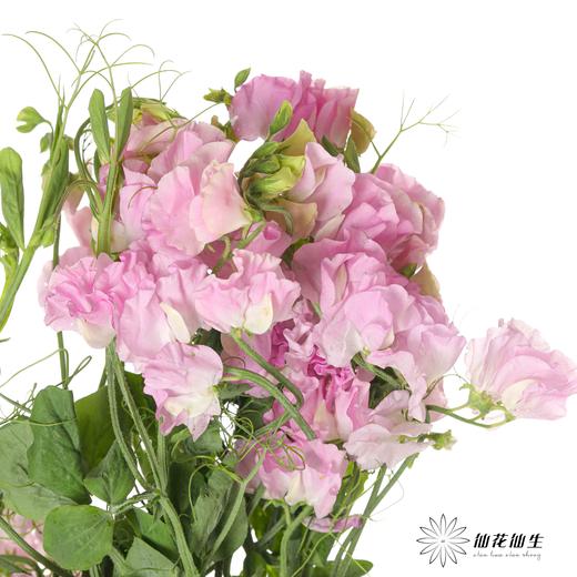 配花 | 带叶香豌豆粉色（轻微掉瓣属于正常现象，没掉完不售后） 商品图1