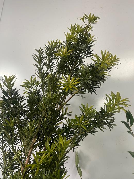 【叶材】（四季顺遂）罗汉松  约2枝/扎 商品图2