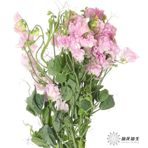 配花 | 带叶香豌豆粉色（轻微掉瓣属于正常现象，没掉完不售后） 商品图4