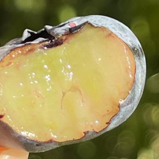 Driscoll’S宝石版至尊蓝莓王  |  一颗树上摘不到几颗，任谁看到口水 刷刷的，跟金桔差不多大小了，普通蓝莓跟他一起就是mini小可爱果粉还足足的，口感脆生生，绵糯糯，细滑滑，甜滋滋的~ 商品图2