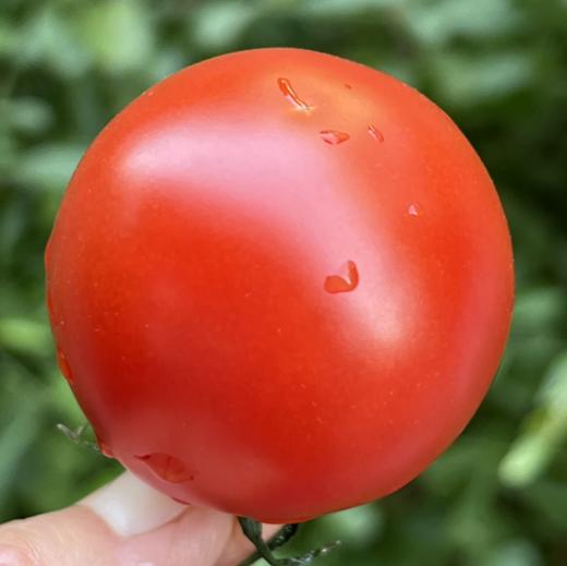 日本中玉品种温室有机番茄  |  自然成熟采摘，一颗颗均匀剔透的红，精巧可爱的扁圆，皮极其薄，用水洗洗就会裂开，吃起来绵绵糯糯的，果汁很浓很足！ 商品图1