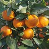 有机沃柑|云南顺丰直发 商品缩略图1
