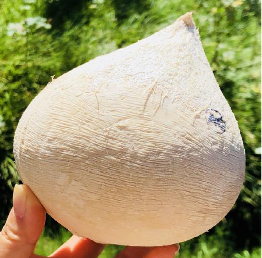 新鲜椰皇到啦，最大颗粒，打开一汪清泉，都溢出来了，挂在树上的天然饮品，喝一口，香甜到心底，补充电解质，补水神器~ 商品图5