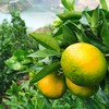 有机沃柑|云南顺丰直发 商品缩略图4
