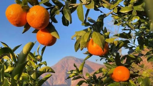 有机沃柑|云南顺丰直发 商品图13