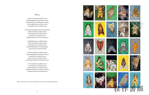 Mariposas Nocturnas: Moths of Central and South America、A Study in Beauty and Diversity / 蝴蝶晚会：中美洲和南 商品图2