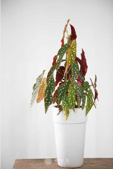 鳟鱼秋海棠 商品图0