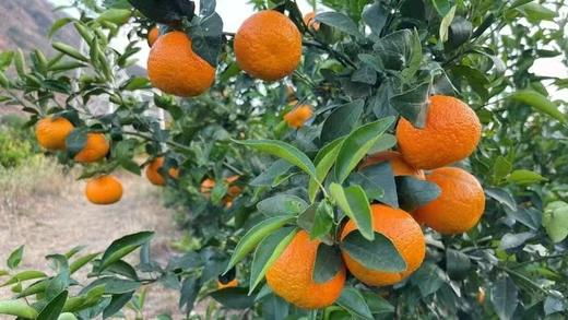 有机沃柑|云南顺丰直发 商品图14