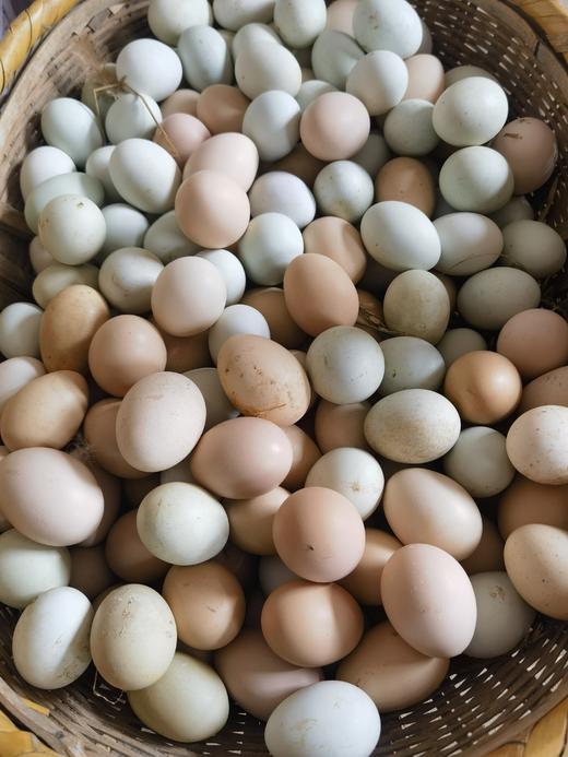 小公鸡 商品图3