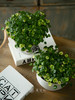花叶铜钱草 商品缩略图1