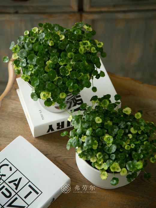 花叶铜钱草 商品图1