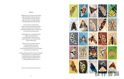 Mariposas Nocturnas: Moths of Central and South America、A Study in Beauty and Diversity / 蝴蝶晚会：中美洲和南 商品图3