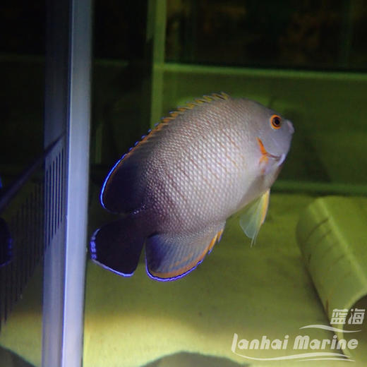 虎纹仙 商品图5