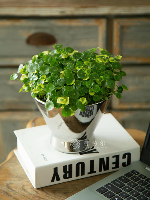 花叶铜钱草 商品图2