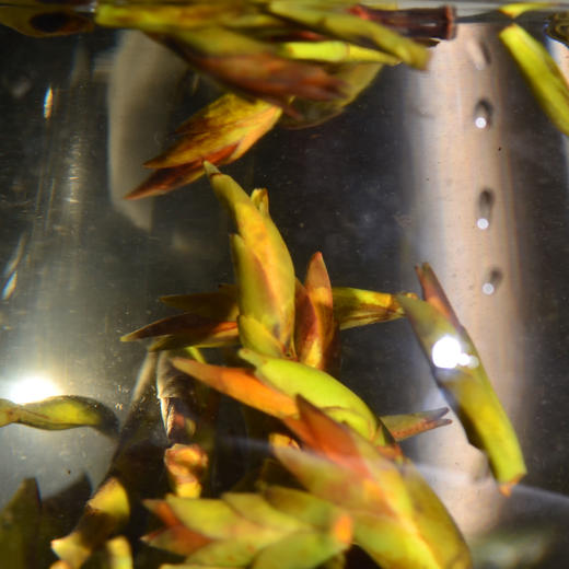 【抢鲜，仅9.2公斤！】2024头春临沧永德大雪山野生头春芽孢！茶农要求持续涨价，罕见品，少量尝鲜！仅此一次加量不加价！ 商品图2