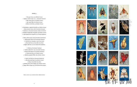 Mariposas Nocturnas: Moths of Central and South America、A Study in Beauty and Diversity / 蝴蝶晚会：中美洲和南 商品图4