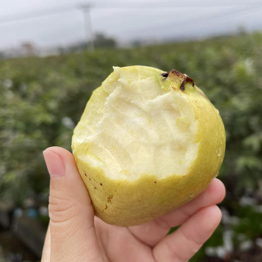 广西玉林【树上熟奶油芭乐】细嫩软糯绵滑  奶油般口感 低热量  ！ 商品图0