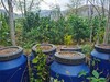 有机沃柑|云南顺丰直发 商品缩略图6