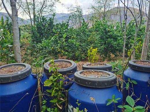 有机沃柑|云南顺丰直发 商品图6