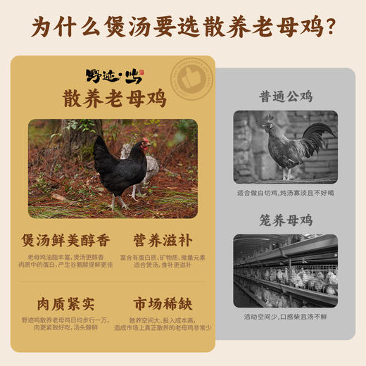野迹鸣【松林散养鸡】正宗散养鸡 日行万步 500+日龄 整只鸡 1kg 赠基地自培鸡枞菌菇包 20g  单只装  （快递版） 商品图2