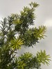 【叶材】（四季顺遂）罗汉松  约2枝/扎 商品缩略图1