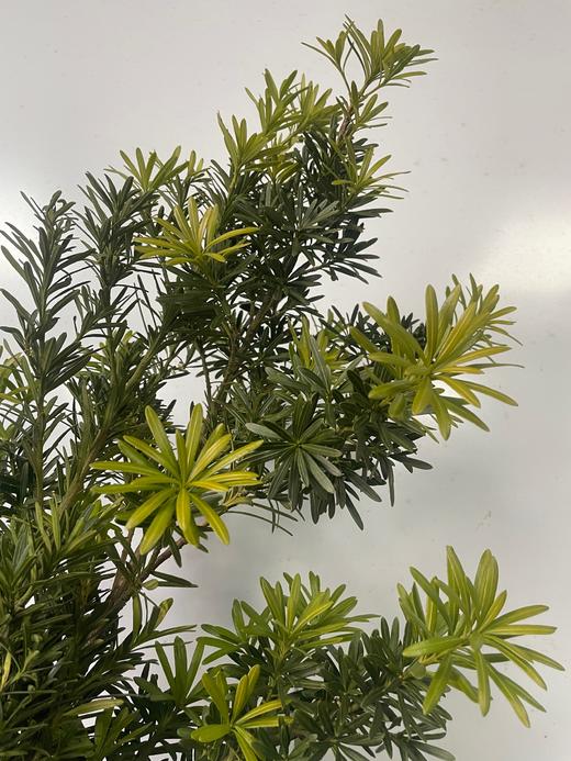 【叶材】（四季顺遂）罗汉松  约2枝/扎 商品图1