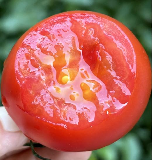 日本中玉品种温室有机番茄  |  自然成熟采摘，一颗颗均匀剔透的红，精巧可爱的扁圆，皮极其薄，用水洗洗就会裂开，吃起来绵绵糯糯的，果汁很浓很足！ 商品图2