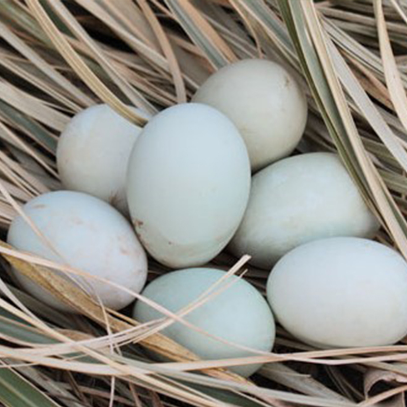 水鸭蛋