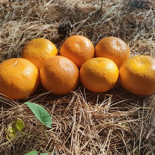 有机沃柑|云南顺丰直发 商品图5