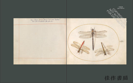 Insect Artifice: Nature and Art in the Dutch Revolt / 昆虫巧计：荷兰起义中的自然与艺术 商品图4