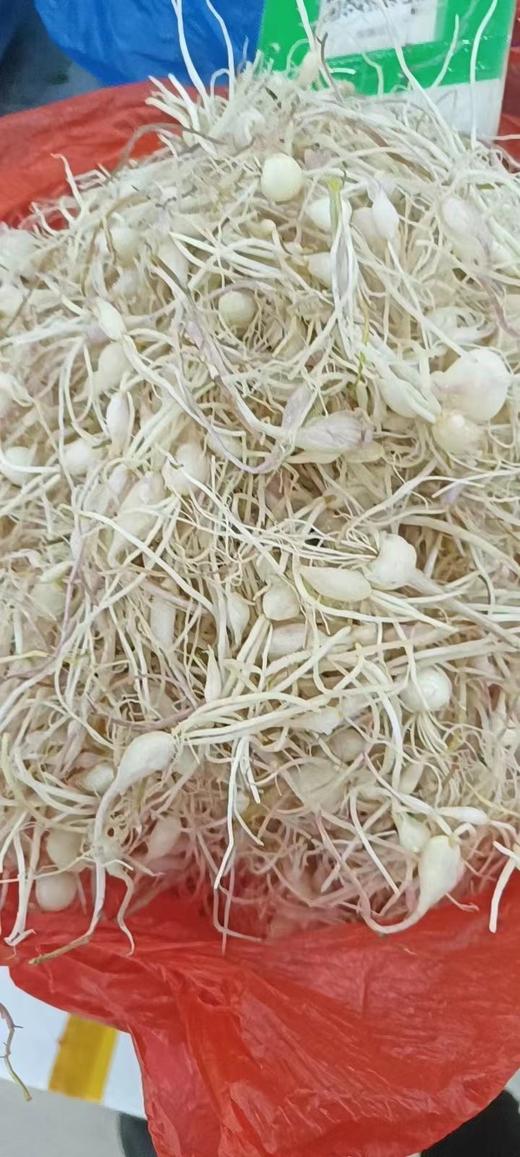 동북달래 500g 东北野葱 500g 商品图1