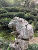 2026年明前老树狮峰龙井  正宗西湖龙井，认准官方茶标 商品缩略图8