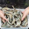 桑塔盐冻大虾毛重4斤，净重3.5斤，20-30规格，人工挑选，速冻锁鲜技术，保证虾的新鲜和口感，全国包邮 商品缩略图4