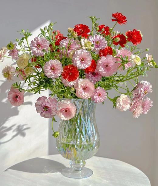 蝴蝶洋牡丹【你若盛开，蝴蝶自来】简小姐精选 稀有新品温柔蝴蝶洋牡丹  下单48小时发货 两件顺丰包邮 商品图0