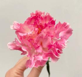 单头康乃馨 | 奥拉