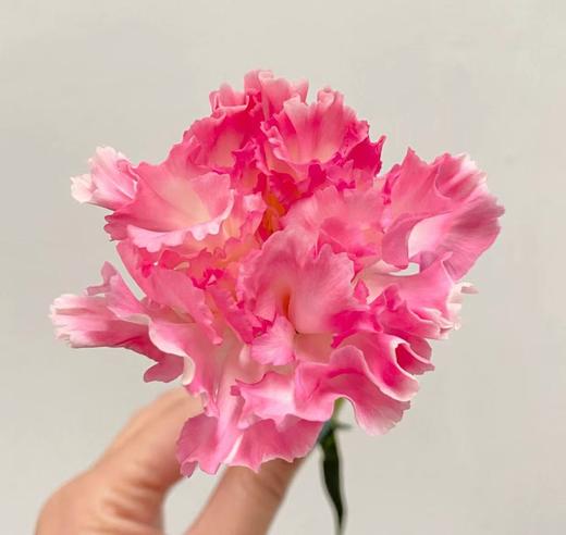 单头康乃馨 | 奥拉 商品图0