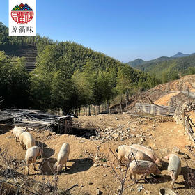 原衢味高山土猪肉