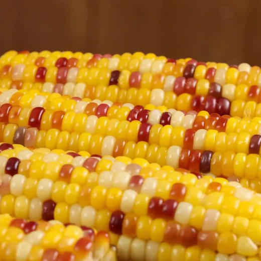 五彩鲜玉米｜非转基因 科学生态种植 糯甜比例堪称完美 颗粒饱满如珍珠 低脂低卡 富含膳食纤维 方便快手 冰鲜鲜玉米 商品图8