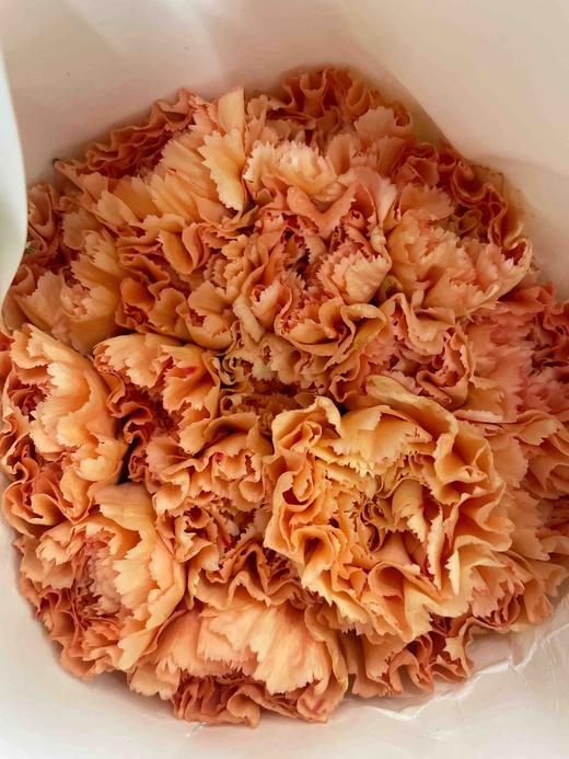 【稀有系列】康乃馨-橙忆 橙色18-20枝/扎 商品图4