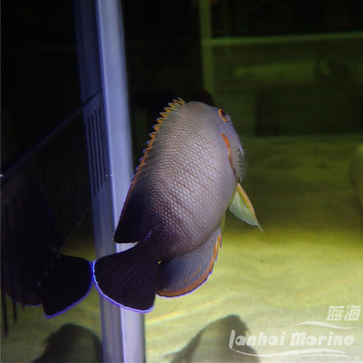 虎纹仙 商品图2