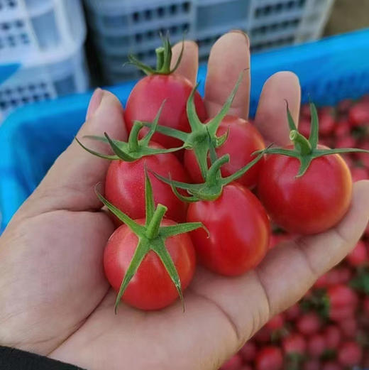 沙地小番茄千禧，吃过的都知道口感，有益菌肥种植🍅，脆甜多汁，好吃到停不下来！2.5斤/箱 商品图2